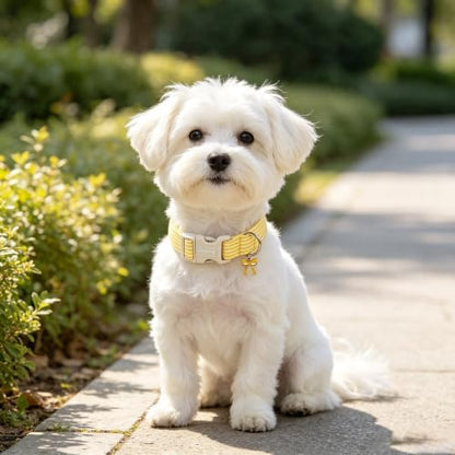 DOGWONG Yellow Girl Striped Dog Collar for Small Medium Large Dogs L