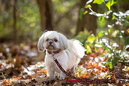 MLB PET Leash, Small, Arizona Diamondbacks Dog Leash, Baseball Team Leash for Dogs & Cats. A Shiny & Colorful Dog & Cat Leash with Emboridered Team Name/Logo Licensed by The MLB
