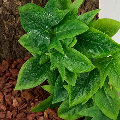 Fake Sweet Potato Vine Reptile Plants for Terrarium Tank Décor