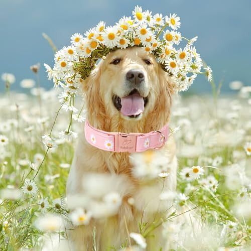 Spring Dog Collar, Cute Pink Daisy Femal Pet Collar with Metal Buckle, Durable Adjustable Designer Dog Collars for Small Medium Large Dogs L