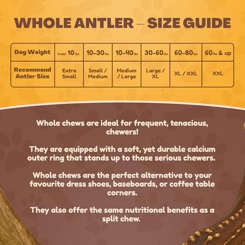 WhiteTail Naturals 10 Pack Whole Deer Antler Chews for Small Dogs - 4-6"