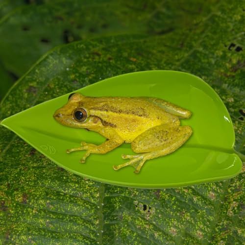 KVZVK 2Pcs Tree Frog Tank Leaf Decorations,Leaf Shape Basking Platform with Suction Cups for Leopard Gecko Tank Accessories for African Dwarf Frog