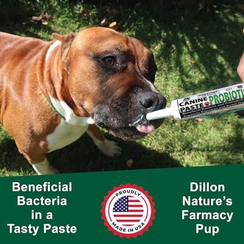 Dogzymes Canine Probiotic Paste Beneficial Bacteria-Enzyme 2.3 Billion CFU/gm Saccharomyces boulardii Organic Dried Honey Powder (60 Gram)