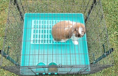 Saguaro Acres Rabbit and Small Animal Cage Resting Mat for Wire Floored Cages 2 Pack (Purple & Teal)