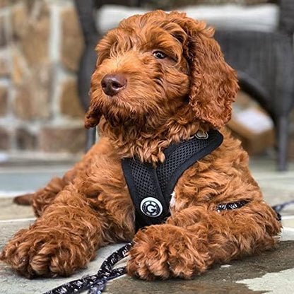 Gooby Comfort X Head-in Dog Harness, Choke-Free, Black, Large
