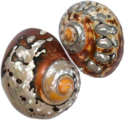 2pcs Hermit Crab Shells Large, Big Size Opening 1.3-1.9" Natural Sea Conch