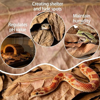 120Pcs Leaf Litter Reptiles Indian Almond & Longan Moneta Leaves