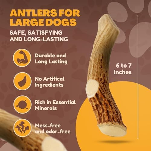 WhiteTail Naturals Whole Deer Antler Chew for Large Dogs - 7"