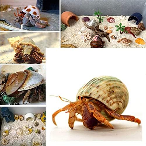 QEQEKAKA 15PCS Hermit Crab Shells Natural Mixed Seashells Replacement