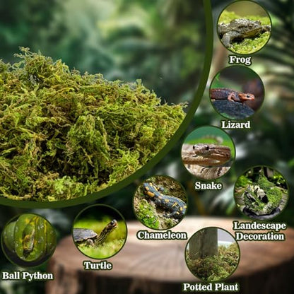 Sukh Sphagnum Moss for Reptiles - Terrarium Reptile Moss Substrate, 15.8 OZ