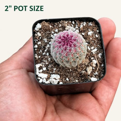 Rainbow Hedgehog Cactus Live Plant - 2 Inch Colorful Indoor Succulent Gift