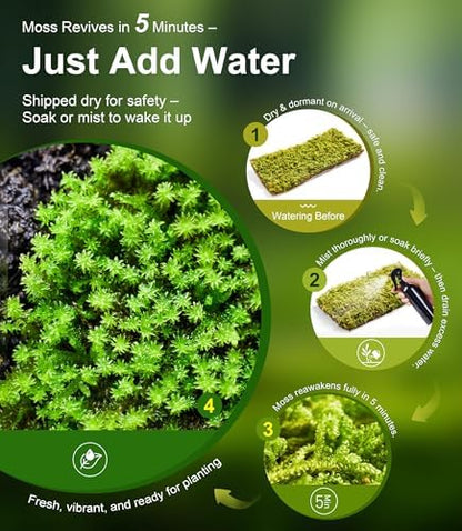 LUCKYRUNES Live Moss 3-Pack for Reptile Enclosures & Terrariums,Fresh Reptiles Substrate