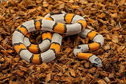 ReptiChip Reptile Substrate Coconut Chip Bedding 72 Quart Compressed Organic Coco Husk Block for Snake Habitat, Ball Python Terrarium, Turtle Tanks, Tortoise Enclosure (10 Pk)