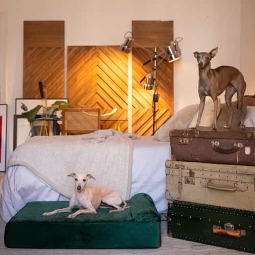NOAH & PAW Large Dog Bed, 35x25x8.7 Inch, Orthopedic Dog Beds, Eggshell Memory Foam Infused with Cooling Gel, Water Resistant, Machine Washable, Includes Inner Cover (Velvet Collection)