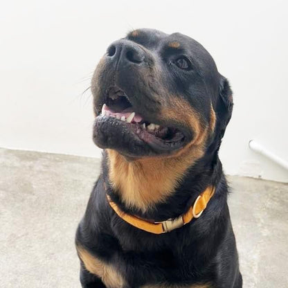Soft Corduroy Fibric Dog Collar with High Grade Metal Buckle, for Large Dogs.(Orange,Large:17-26")