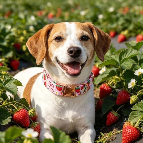 Spring Dog Collar, Red Strawberry Print Pet Collars Pink Cute Durable Metal Buckle Girl and Boy Dog Collars Adjustable for Small Medium Large Dogs