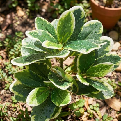EupHHonycs Reptile Plants Artificial Leaves Reptile Tank Decorations