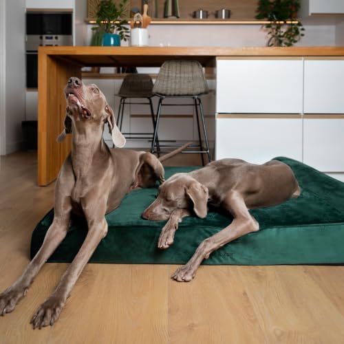 NOAH & PAW Giant Dog Bed XXL 55x45x9.5 Inch, Orthopedic Dog Beds, Eggshell Memory Foam Infused with Cooling Gel, Water Resistant, Machine Washable, Includes Inner Cover (Velvet Collection)