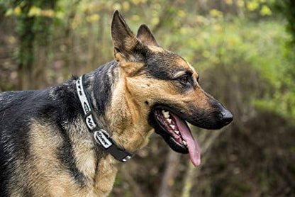 Pets First NFL New York Jets Licensed PET COLLAR, Large - Heavy-Duty, Strong, and Durable Dog Collar. Available in 31 Football Teams and 4 Sizes