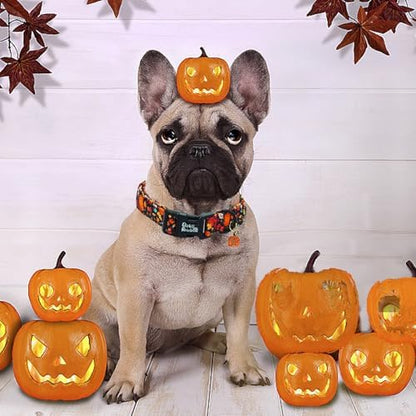 Dog Collar-Fall Leaf Pumpkin Print Adjustable Pet Collar Holiday Comfortable Puppy Collars Cute Sturdy Lightweight Quick-Release Buckle Collars for Medium Dogs
