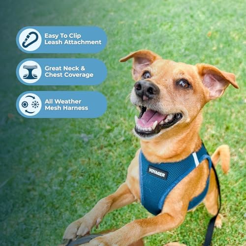 Best Pet Supplies Voyager Step-in Air All Weather Mesh Harness and Reflective Dog 5ft Leash Combo with Neoprene Handle, for Small, Medium and Large Breed Puppies - Turquoise, Small