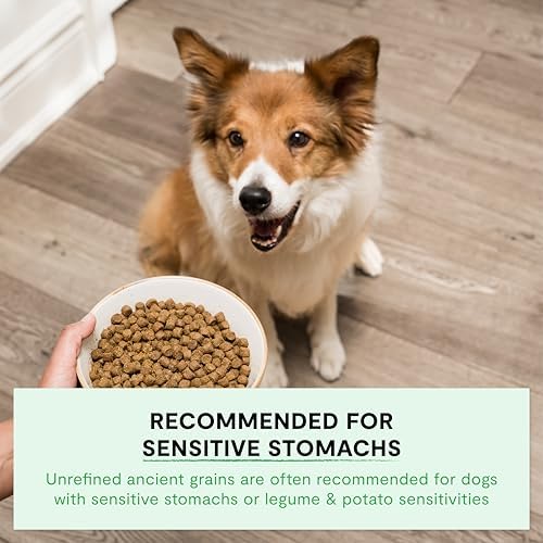 Open Farm Ancient Grains Dry Dog Food, Harvest Chicken Kibble, 22lb Bag
