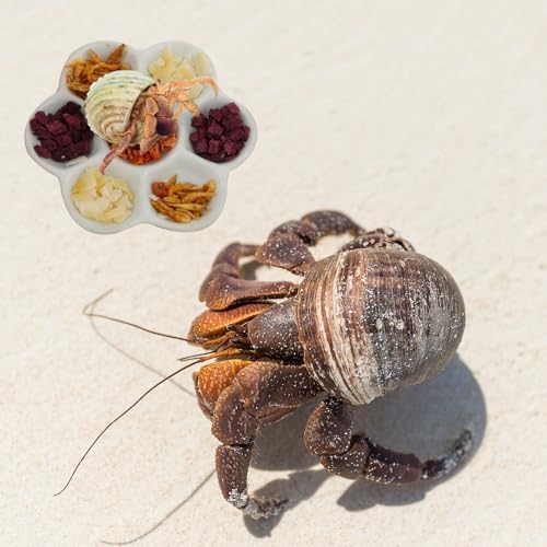 3.5" Hermit Crab Ceramic Food Dish for Hermit Crab,2Pcs