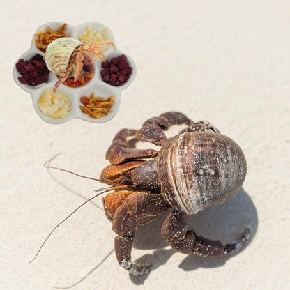 5.51" Hermit Crab Ceramic Food Dish for Hermit Crab