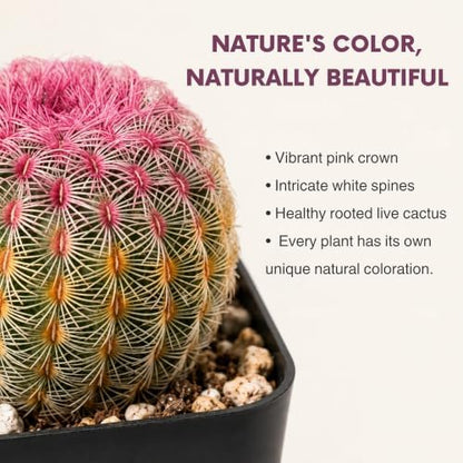 Rainbow Hedgehog Cactus Live Plant - 2 Inch Colorful Indoor Succulent Gift
