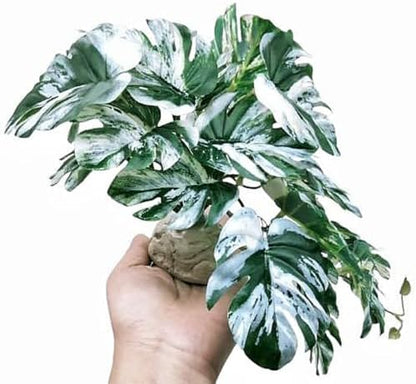 Reptile Fake Plants for Terrarium Artificial Tank Decor Accessories Suitable for Bearded Dragon Ball Python Crested Leopard Gecko Lizard Chameleon Snake-Monstera