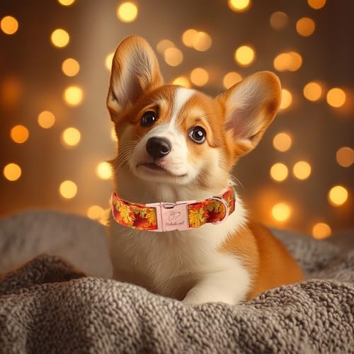 Fall Dog Collar for Small Dogs - Gold Maple Leaves Tanksgiving Puppy Collar, Adjustable Heavy Duty Fall Festivel Cotton Dog Collars with Metal Buckle S