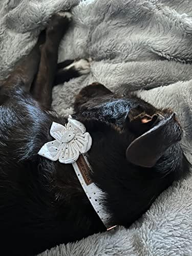 Elegant little tail Dog Collar, Dog Collar with Flower, Boy Girl Dot Cute Pet Collar Flower Dog Collars Adjustable Dog Collar for Large Dogs