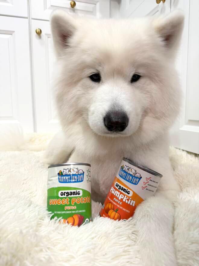 Nummy Tum Tum Organic Sweet Potato Puree For Pets, 15 Oz (Pack of 12)