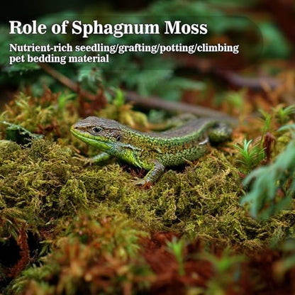 Sukh Sphagnum Moss for Reptiles - 5.5 OZ Reptile Peat Moss Terrarium Bedding Reptiles Lizard Substrate for Reptile Tank, Snake, Leopard Gecko, Ball Python, Crested Gecko, Turtle, Frog, Hamster