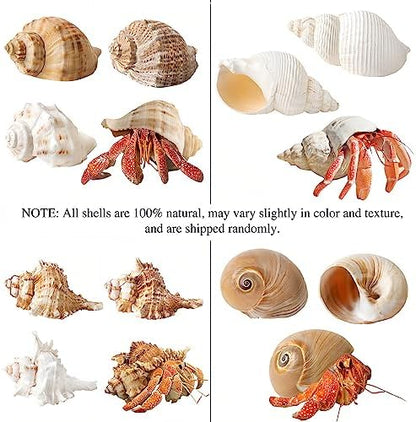 QICQDRAM 4PCS Hermit Crab Shells 2~3.5'' Large 1~1.5'' Opening Seashells
