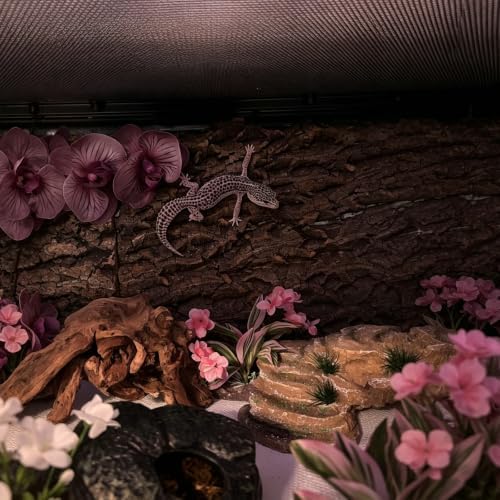 10 Pcs Natural Cork Bark, Reptile Cork Bark 5.9x7.9 Inches, Cork Bark Climbing Mat for Reptiles Turtle Dragon Lizard Geckos Bearded Geckos Frogs, Terrarium Background Habitat Decor