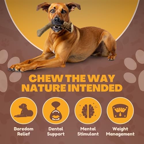 WhiteTail Naturals XL Whole Deer Antler for Extra Large Dogs - 7-8"