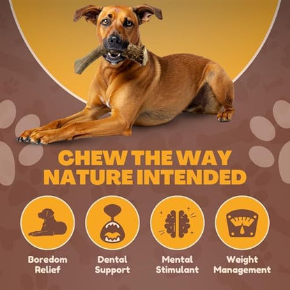 WhiteTail Naturals XL Whole Deer Antler for Extra Large Dogs - 7-8"