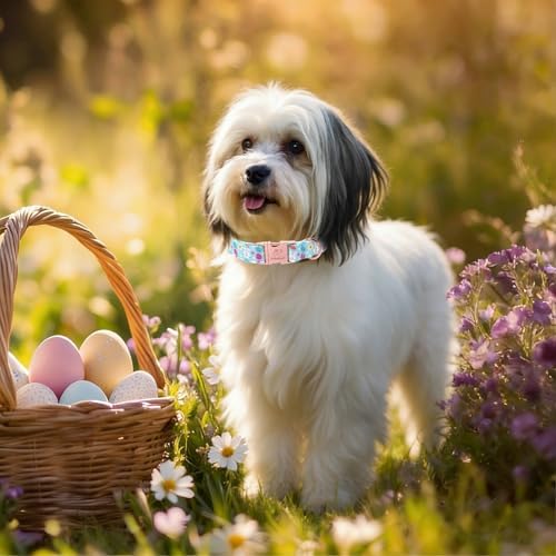 Easter Dog Collar, Cute Blue Bunny Easter Collar for Boy Girl Dogs, Adjustable Heavy Duty Spring Holiday Dog Collars for Small Medium Large Dogs with Metal Buckle S