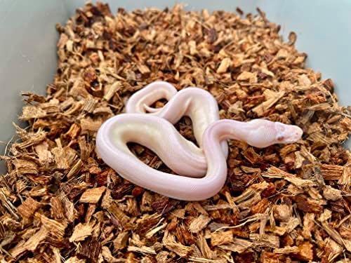 BabiChip Coconut Chip Substrate for Reptiles 4 Pack of 36 Quart Loose Small Sized Coco Husk Chip Bedding for Ball Pythons, Snakes, Tortoises, Geckos, Frogs, or Lizard Terrarium Tanks