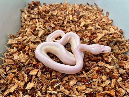 BabiChip Coconut Chip Substrate for Reptiles 2 Pack of 12 Quart Loose Small Sized Coco Husk Chip Bedding for Ball Pythons, Snakes, Tortoises, Geckos, Frogs, or Lizard Terrarium Tanks