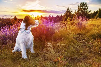 Lionheart glory Purple Dog Collar, Adjustable Dog Collar with Bowtie, Pet Gift Collar for Dog Soft Bowtie Dog Collars for Medium Dogs