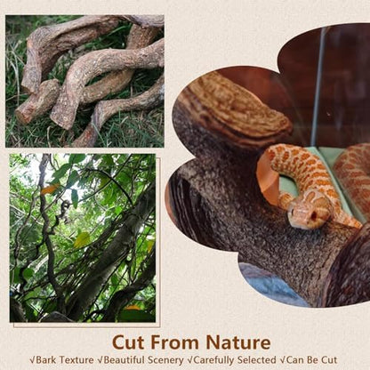 BNOSDM 2Pcs Reptile Climbing Branches Decor,2.5-3.25" Think Snake Climbing Branch,Gecko Climb Wood,Lizard Bold Forest Branch,Tank Habitat Tree Trunk Decorations for Bearded Dragons,Chameleons,Frogs