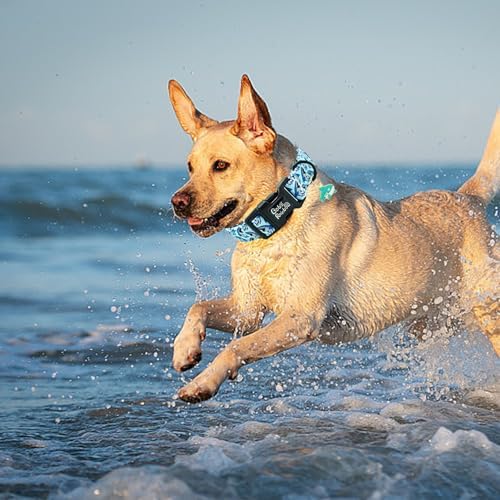 Dog Collar-Cute Shark Adjustable Pet Collars Soft Comfortable Puppy Collar Blue Cotton Dog Collars Durable Necklace Gift for Small Dogs