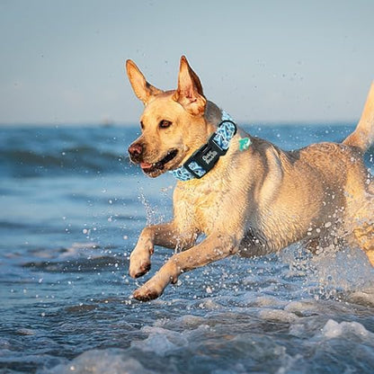 Dog Collar-Cute Shark Adjustable Pet Collars Soft Comfortable Puppy Collar Blue Cotton Dog Collars Durable Necklace Gift for Small Dogs