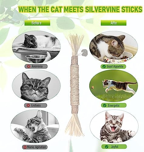 BAWAN Silvervine Sticks Cat Chew Toys for Indoor Cats Dental Care Teeth Cleaning, Natural Kitten & Cat Teething Toys for Health, Cat Chew Stick Suitable for All Breeds of Aggressive Chewers Cat