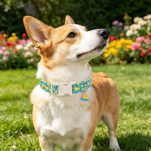 Cute Dog Collar Rubber Duck Girl Boy Dog Collars for Puppy Small Dogs - Lightweight Adjustable Male Female Summer Puppy Everyday Collar with Safety Buckle XS