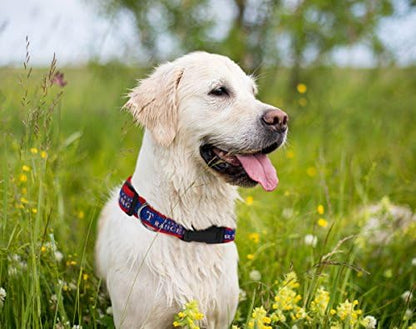 MLB Texas Rangers Licensed PET COLLAR- Heavy-Duty, Strong, and Durable Dog Collar. Available in 29 Baseball Teams and 4 Sizes
