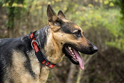 NHL Chicago Blackhawks Collar for Dogs & Cats, Large. - Adjustable, Cute & Stylish! The Ultimate Hockey Fan Collar!, Large (18-28" Length x 1" Width)