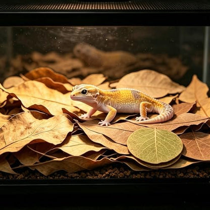120Pcs Leaf Litter Reptiles Indian Almond & Longan Moneta Leaves